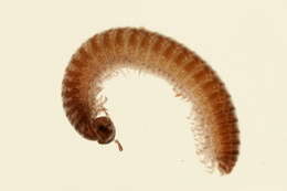 Image of Cleidogonidae