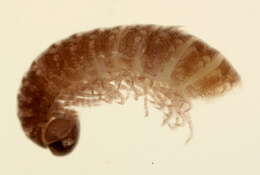 Image of Cleidogonidae