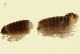 Image of Cleidogonidae