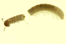 Image of Cleidogonidae
