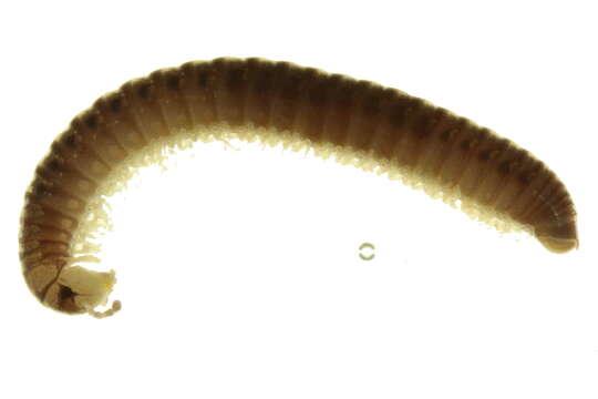 Image of Nemasomatoidea