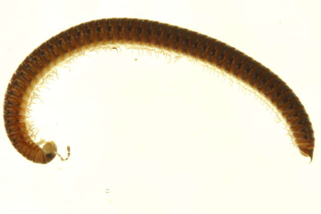 Image of Nemasomatoidea