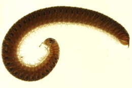 Image of Nemasomatoidea