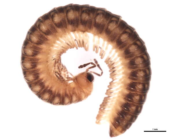 Craspedosoma rawlinsii Leach 1814 resmi