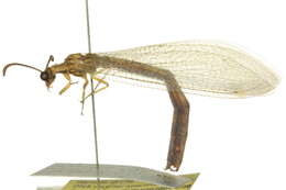 Слика од Brachynemurus hubbardi