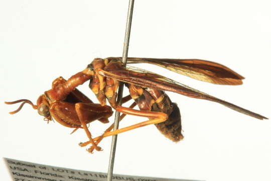 Image of Wasp Mantidfly