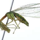 Image of <i>Mantispa viridis</i>