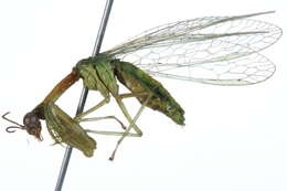 Image of <i>Mantispa viridis</i>