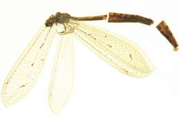 Image of Myrmeleontiformia