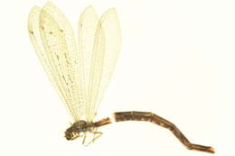 Image de Brachynemurus