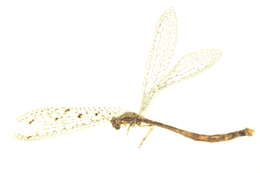 Image of antlion