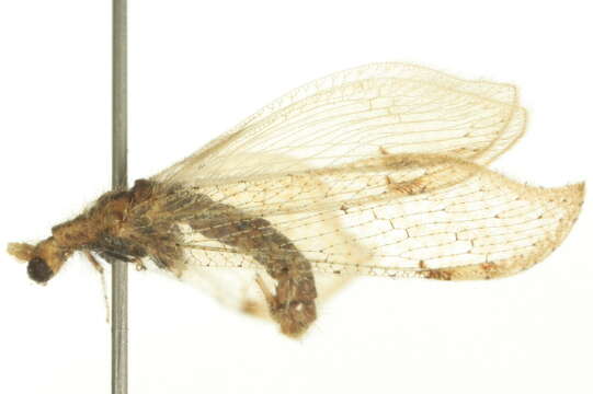Image of Lomamyia squamosa Carpenter 1940