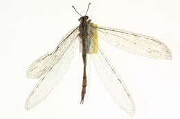 Image of Myrmeleon (Myrmeleon) mobilis Hagen 1888