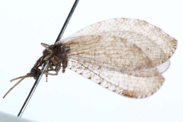 Image of beaded lacewings