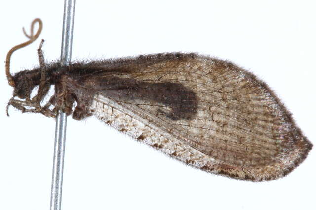 Image of beaded lacewings