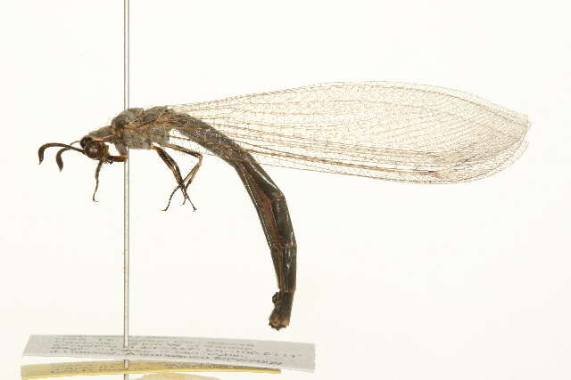 Image of Antlion