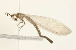 Image of Antlion