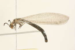 Image of Antlion