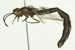 Image of Antlion