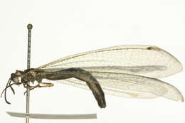 Image of Antlion