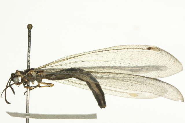 Image of Antlion