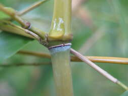 Слика од Phyllostachys violascens Rivière & C. Rivière