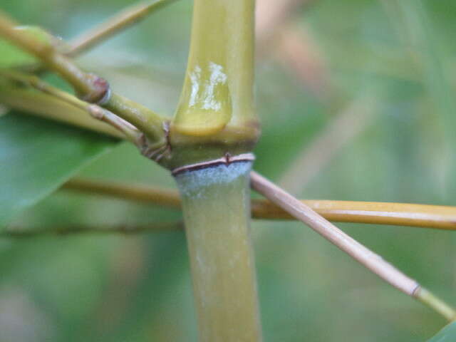 Слика од Phyllostachys violascens Rivière & C. Rivière