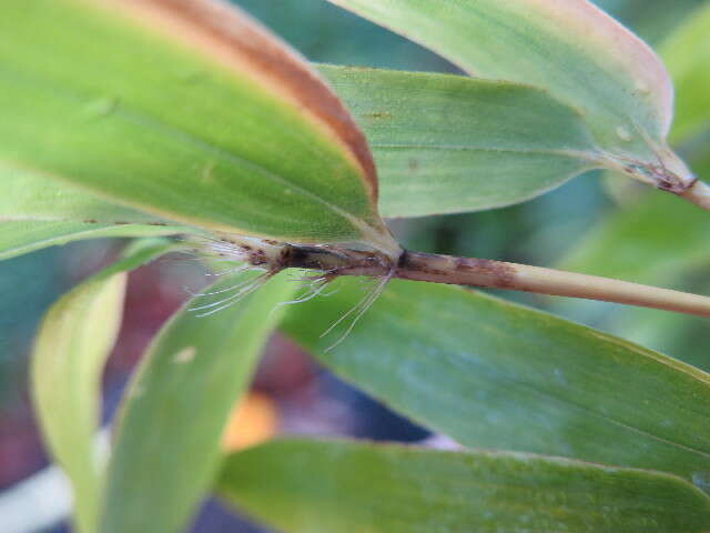 Image of black bamboo