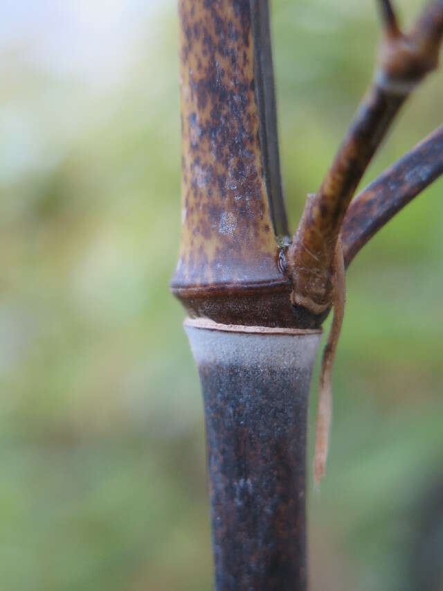 Image of black bamboo