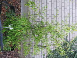 Image of black bamboo