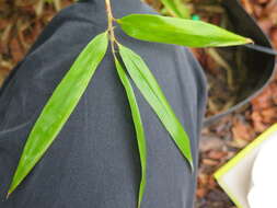 Слика од Phyllostachys violascens Rivière & C. Rivière