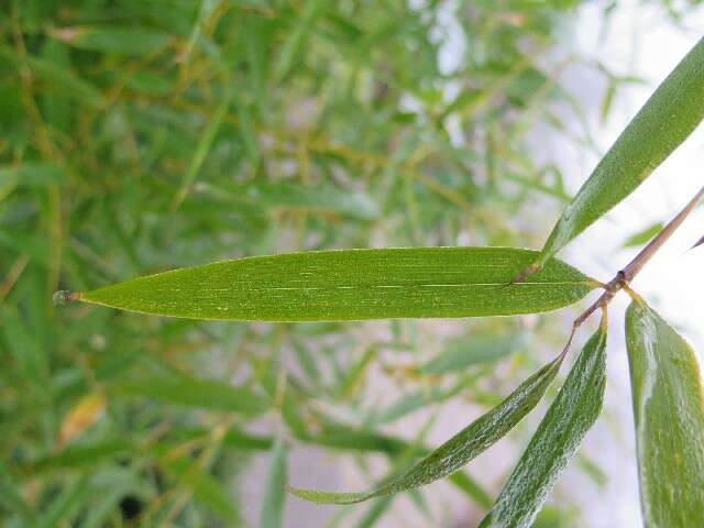 Слика од Phyllostachys violascens Rivière & C. Rivière