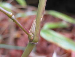 Слика од Phyllostachys violascens Rivière & C. Rivière