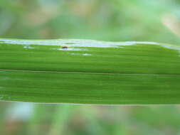 Слика од Phyllostachys violascens Rivière & C. Rivière