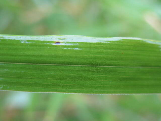 Image of Phyllostachys violascens Rivière & C. Rivière