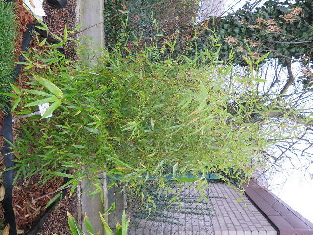 Image of Phyllostachys violascens Rivière & C. Rivière