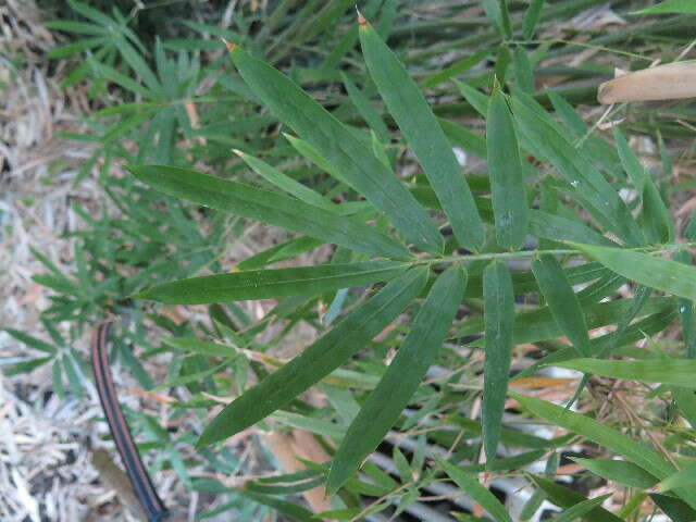 Image of hedge bamboo