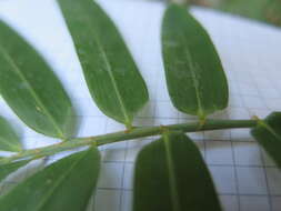 Image of hedge bamboo