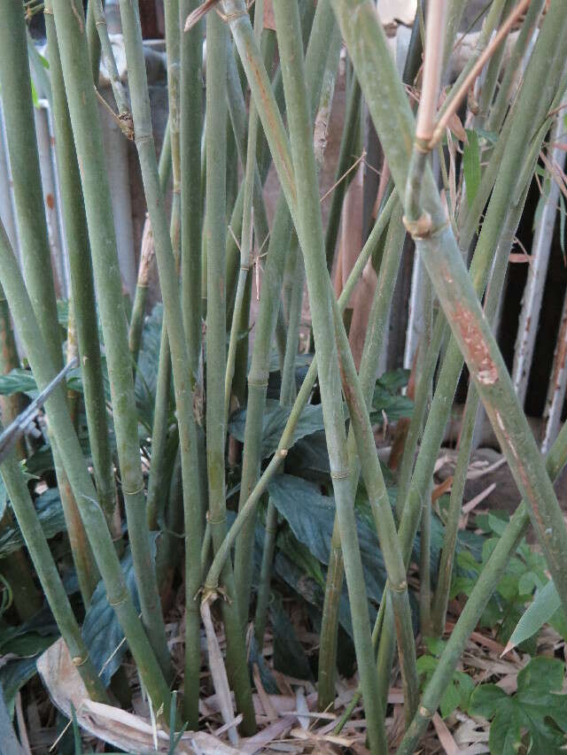 Image of hedge bamboo