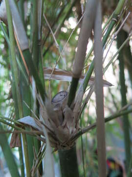 Image of hedge bamboo