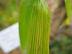 Image of tortoise shell bamboo