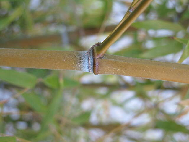 Image of tortoise shell bamboo