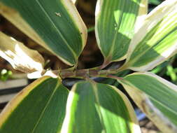 Image of kuma bamboo grass