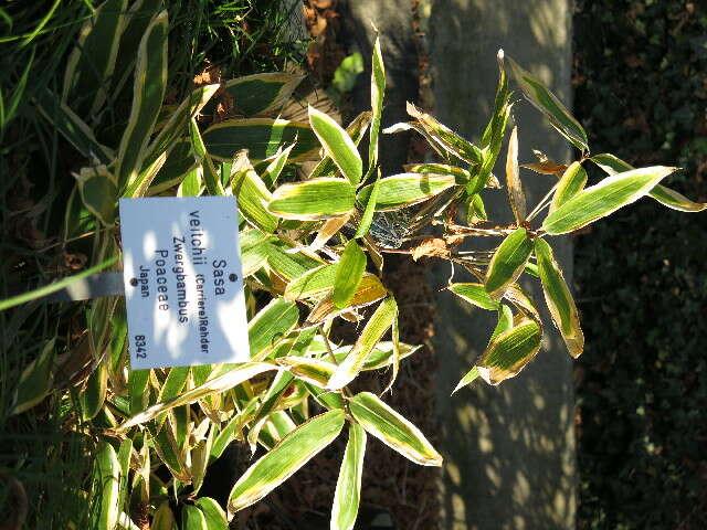 Image of kuma bamboo grass