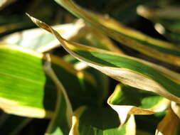 Image of kuma bamboo grass