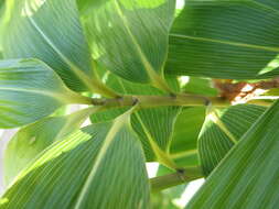 Image of broadleaf bamboo