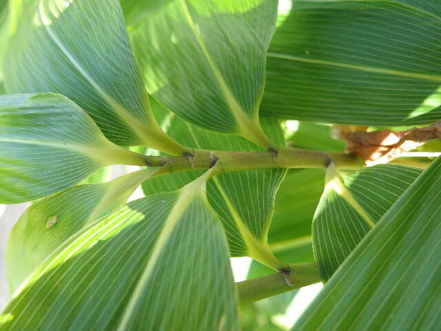 Image of broadleaf bamboo