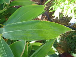 Image of broadleaf bamboo