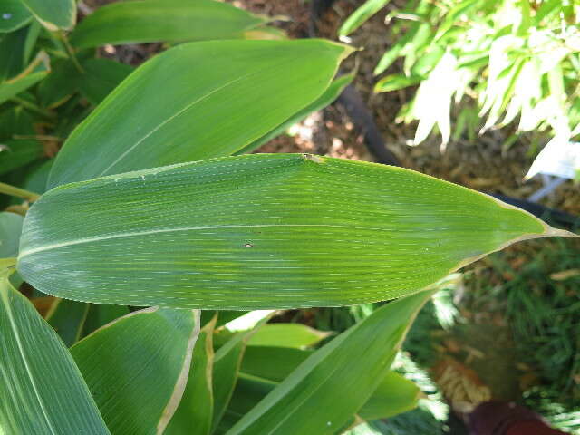 Image of broadleaf bamboo