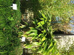 Image of broadleaf bamboo